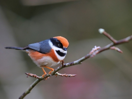 Beautiful Bird on Branches - animal, color, bird, branch