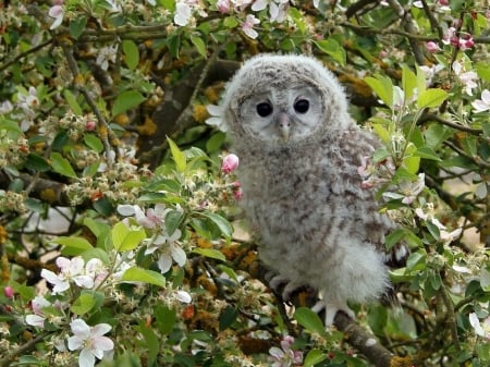 Beautiful Owl - animal, owl, trees, bird