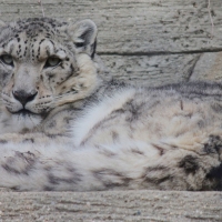 Snow leopard cub