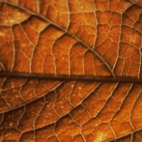 Autumn leaf background