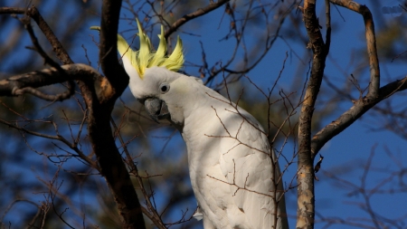 Sulphur Crested Cockatoo - cockatoo, birds, trees, animal