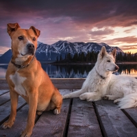 Dogs on a Wooden Piar