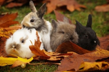 áƒ¦ - leaves, rabbit, animal, autumn