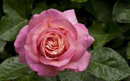 Drops on a Pink Rose - nature, pink, flowers, rose, dew, drops