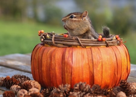 Happy chipmunk - food, pumpkin, chipmunk, orange, basket, funny, autumn, cute, squirrel