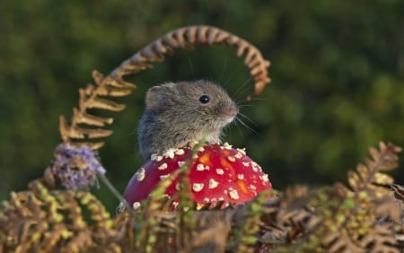 The guardian of the mushroom - mushroom, pars, rodent, red, animal, green, mouse, cute, little