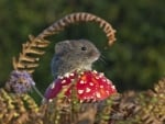 The guardian of the mushroom