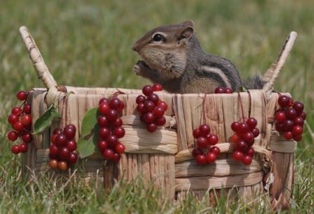 Happy chipmunk - food, berry, grass, chipmunk, basket, animal, funny, red, green, fruit, cute, squirrel