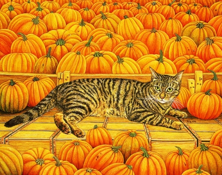 Fall Season - pumpkins, colors, autumn, cat