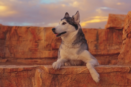 Husky - dog, animal, husky, orange, rock