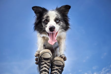 Up! - catel, alicja zmyslowska, tongue, funny, black, white, australian shepherd, blue, pink, shoes, border collie