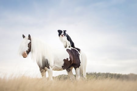 Best friends - catel, spot, alicja zmyslowska, dog, cal, horse, black, white, animal, funny, border collie