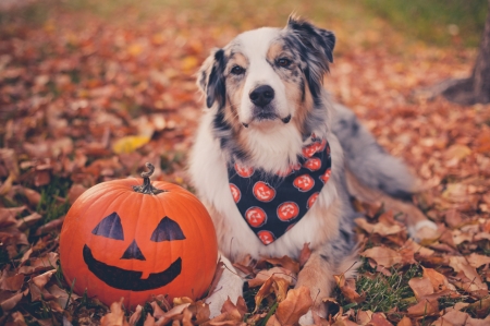 halloween dogs wallpaper