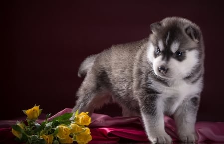 Puppy - puppy, white, yellow, dog, red, husky, animal, sweet, cute, flower