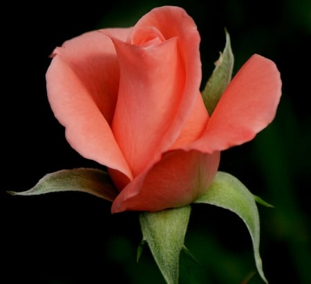 Rose - one, amazing, rose, pink