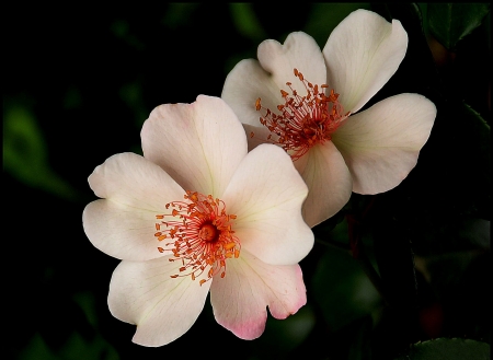 Flowers - flowers, lovely, beautiful, white