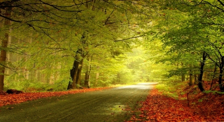 Autumn Woods - autumn leaves, trees, forest, woods