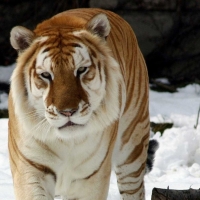 Albino Tiger