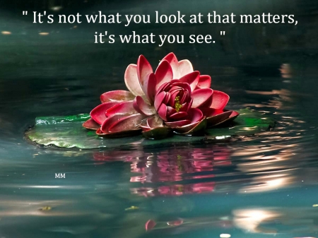 What You See - nature, lake, thoughts, pond, words, flower, quotes