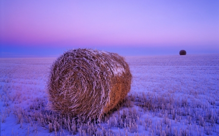 hay bales in a lavender winter - winter, lavender, hay, field, bales