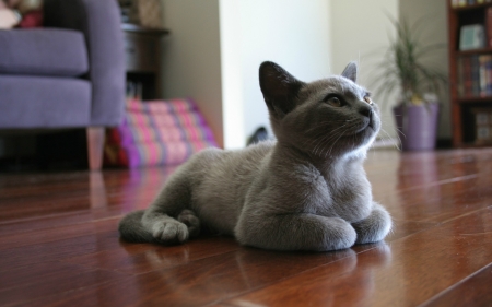 Russian Blue Cat - russian blue cat, grey cats, animals, cats