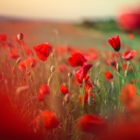 Poppy Fields