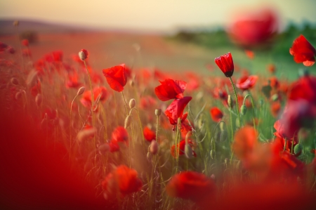 Poppy Fields - red, poppy, fields, nature, abstract