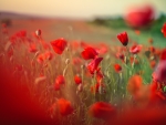 Poppy Fields