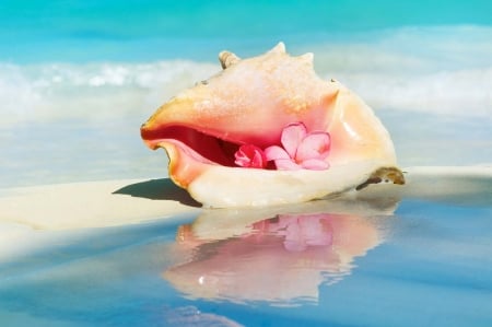 :) - shell, flower, pink, beach