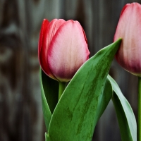 Pink Tulips