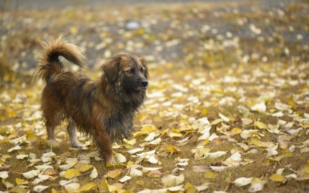 Wet shaggy Dog - animal, wet, field, dog