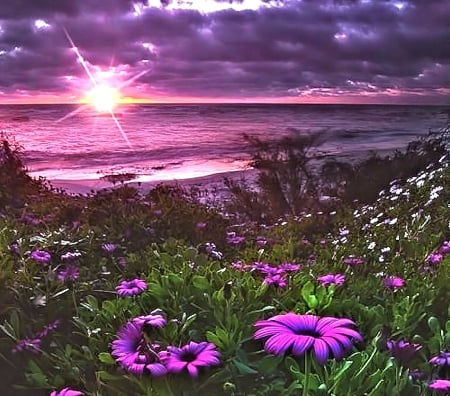 Purple Sunset - Sunsets & Nature Background Wallpapers on Desktop Nexus ...