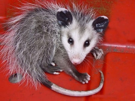 Opossum - tail, cute, fluffy, little