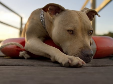 Lazy days - rest, brown, pitbull, dog