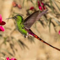 Humming-bird