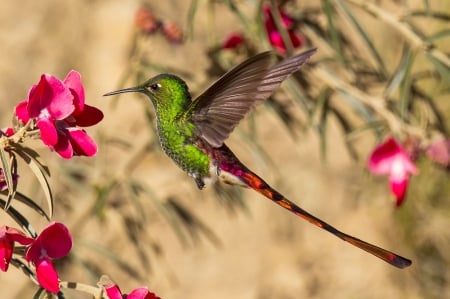 Humming-bird - bird, humming-bird, wing, green, cute, feather, flower, pink