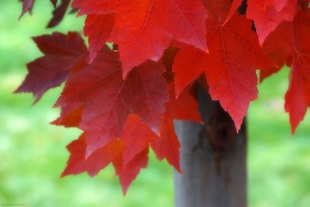 ✿⊱•╮Red Leaves╭•⊰✿ - autumn beauty, fall, lovely still life, autumn, red, photography, love four season, leaves