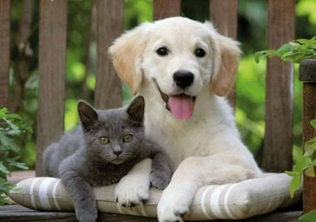 Two Cuties - animal, kitten, dog, puppy, cat