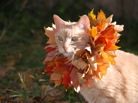 Autumn Kitten - animal, autumn, cat, kitten