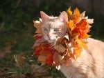 Autumn Kitten