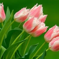 Pink Tulips