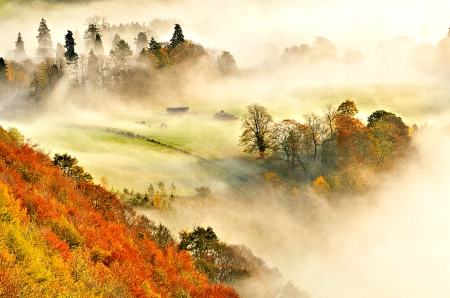 Misty morning, Kinnoull Hill Woodland Park, Perthshire, Scotland - morning, nature, scotland, misty