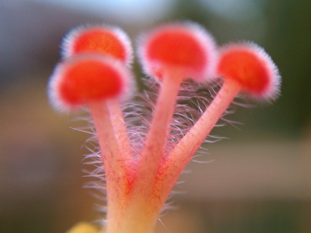 Red plant - plant, nature, flower, red