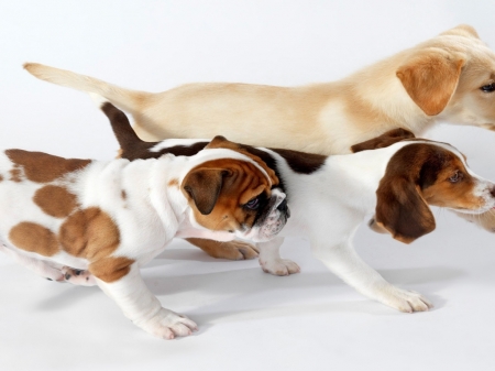 Running trio - beagle, pug, lab, dogs