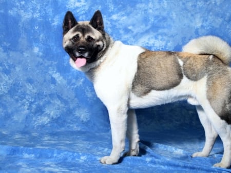 Akita - dogs, beauty, japanese, grey