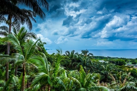 Okinawa - sky, japan, trees, landscape, clouds, palm