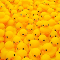 Lotsa Rubber Duckies