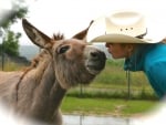 Donkey's kiss