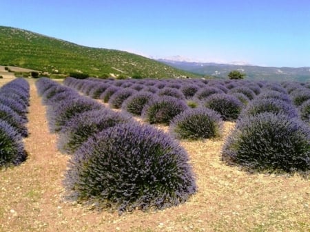 Beautiful - bush, nature, shrubs, plants, grass, field, plant