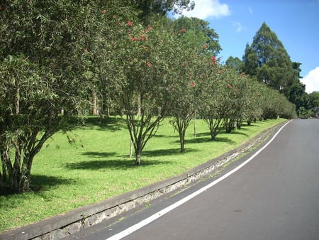 road the line tree - tree, road